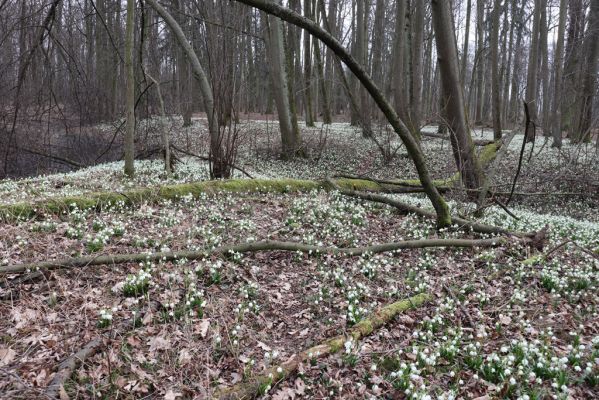 České Meziříčí, 15.3.2022
Mochov - Mochovská bažantnice.
Klíčová slova: České Meziříčí Mochov Mochovská bažantnice