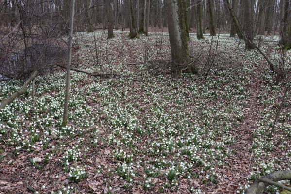 České Meziříčí, 15.3.2022
Mochov - Mochovská bažantnice.
Schlüsselwörter: České Meziříčí Mochov Mochovská bažantnice