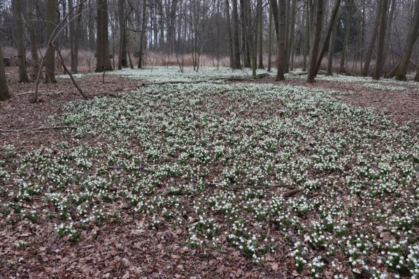 České Meziříčí, 15.3.2022
Mochov - Mochovská bažantnice.
Schlüsselwörter: České Meziříčí Mochov Mochovská bažantnice