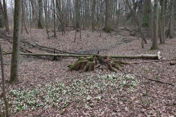 České Meziříčí, 15.3.2022
Mochov - Mochovská bažantnice.
Mots-clés: České Meziříčí Mochov Mochovská bažantnice