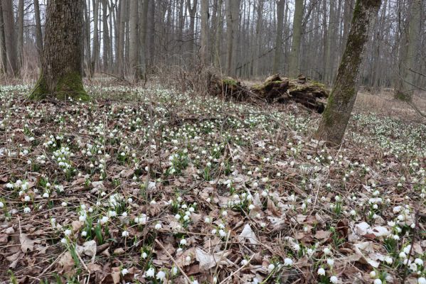 České Meziříčí, 15.3.2022
Mochov - Mochovská bažantnice.
Mots-clés: České Meziříčí Mochov Mochovská bažantnice