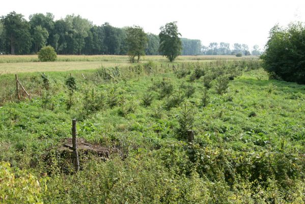 Mochov, 15.9.2009
Mokré. Nepěkný pohled na pravý břeh kanálu Dědiny od silnice Vranov-Mokré. Na její revitalizaci nemá Královéhradecký kraj finance, ale na osázení břehu smrčky se sehnaly... Přitom ještě v roce 2003 zde rostl lužní les, viz vlevo dole pařez mohutného dubu. Pamětníci, vzpomínejme...
Keywords: Mokré Mochov Osmoderma barnabita