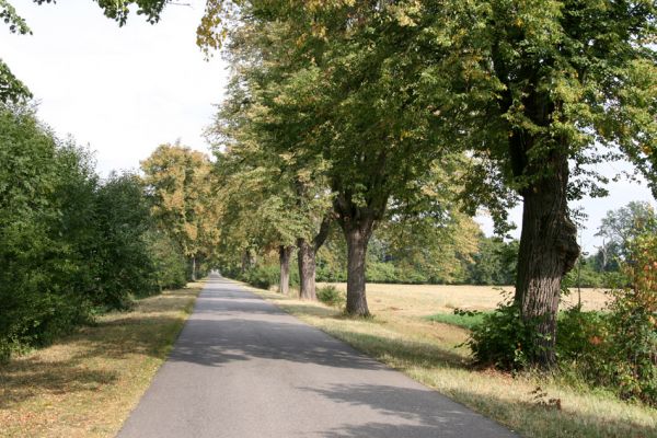 Mochov, 15.9.2009
Lipová alej u silnice mezi obcí Mokré a Vranovem.
Klíčová slova: Mochov Lamprodila rutilans