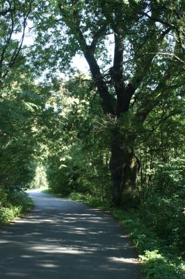 Mochov, 30.8.2007
Silnice z Českého Meziříčí k obci Mokré (V Lípách), kterou lemují široké pásy listnatého lesa s několika mohutnými duby (bohužel, ty největší již nikdy neuvidíte, protože jsme je nedokázali ochránit před motorovou pilou...)
Keywords: Mochov České Meziříčí Mokré V Lípách Osmoderma eremita Ampedus cardinalis