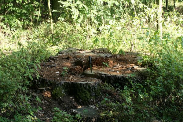 Mochov, 30.8.2007
Zbytek mohutného dubu u silnice z Českého Meziříčí k obci Mokré (V Lípách). Bohužel, největší duby již nikdy neuvidíte, protože jsme je nedokázali ochránit před motorovou pilou... Praktická ochrana přírody a krajiny je zřejmě pro českou mentalitu stále ještě nepochopenou činností...
Schlüsselwörter: České Meziříčí Mokré Mochov V Lípách Osmoderma eremita Ampedus cardinalis