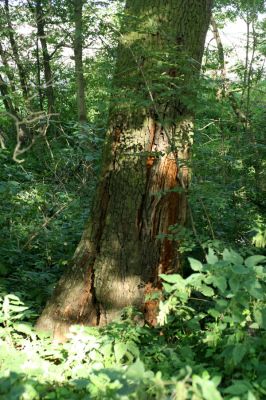 Mochov, 30.8.2007
Dub u silnice z Českého Meziříčí k obci Mokré (V Lípách).
Klíčová slova: Mochov České Meziříčí Mokré Lípách)