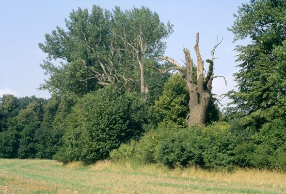 Mochov, červenec 2001
Mokré. Mochovská bažantnice. Dubová alej podél Ohnišťovského potoka. Biotop páchníka hnědého a mnoha druhů vzácných kovaříků.
Klíčová slova: Mokré Mochov Mochovská bažantnice Ohnišťovský potok Osmoderma eremita Elater ferrugineus Ampedus brunnicornis cardinalis Cardiophorus gramineus