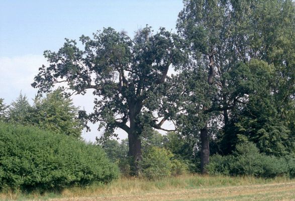 Mochov, červenec 2001
Mokré. Mochovská bažantnice. Dubová alej podél Ohnišťovského potoka. Biotop páchníka hnědého a mnoha druhů vzácných kovaříků.
Klíčová slova: Mokré Mochov Mochovská bažantnice Ohnišťovský potok Osmoderma eremita Elater ferrugineus Ampedus brunnicornis cardinalis Cardiophorus gramineus