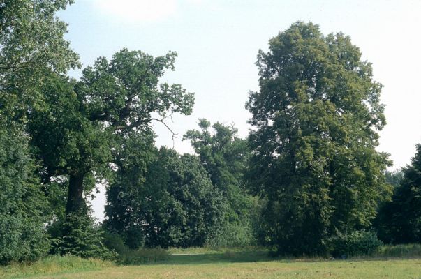 Mochov, červenec 2001
Mokré Mochovská bažantnice. Dubová alej podél Ohnišťovského potoka křižuje silnice s lipovou alejí. Biotop páchníka hnědého a mnoha druhů vzácných kovaříků.
Keywords: Mokré Mochov Mochovská bažantnice Ohnišťovský potok Osmoderma eremita Elater ferrugineus Ampedus brunnicornis cardinalis Cardiophorus gramineus