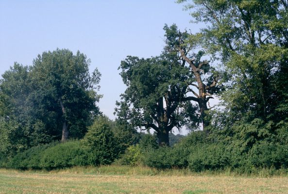 Mochov, červenec 2001
Mokré. Mochovská bažantnice. Dubová alej podél Ohnišťovského potoka. Biotop páchníka hnědého a mnoha druhů vzácných kovaříků.
Mots-clés: Mokré Mochov Mochovská bažantnice Ohnišťovský potok Osmoderma eremita Elater ferrugineus Ampedus brunnicornis cardinalis Cardiophorus gramineus