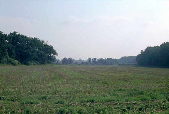 Mochov, červenec 2001
Mokré. Vlevo dubová alej podél Ohnišťovského potoka. Na obzoru dubová alej podél Jalového potoka. Biotop páchníka hnědého a mnoha druhů vzácných kovaříků.
Schlüsselwörter: Mokré Mochov Mochovská bažantnice Ohnišťovský potok Jalový potok Osmoderma eremita Elater ferrugineus Ampedus brunnicornis cardinalis Cardiophorus gramineus