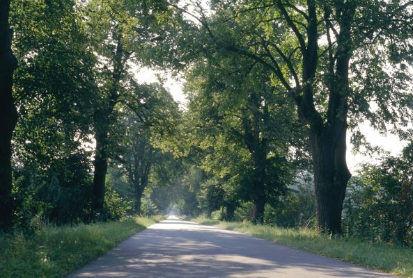 Mochov, červenec 2001
Mokré. Mochovská bažantnice. Lipová alej mezi Vranovem a obcí Mokré.
Klíčová slova: Mokré Mochov Mochovská bažantnice lipová alej