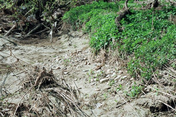 Mohelnice, řeka Morava, 23.4.2005
Břeh Moravy u obce Třeština. 
Klíčová slova: Mohelnice Třeština Morava Negastrius pulchellus Zorochros dermestoides