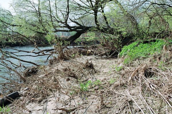 Mohelnice, řeka Morava, 23.4.2005
Meandr Moravy u obce Třeština. 
Klíčová slova: Mohelnice Třeština Morava Negastrius pulchellus Zorochros dermestoides