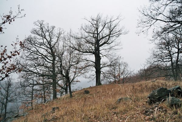 Mohelno, 27.11.2006
Mohelno - západ. Suťový les na svahu nad přehradou.

Klíčová slova: Mohelno suťový les