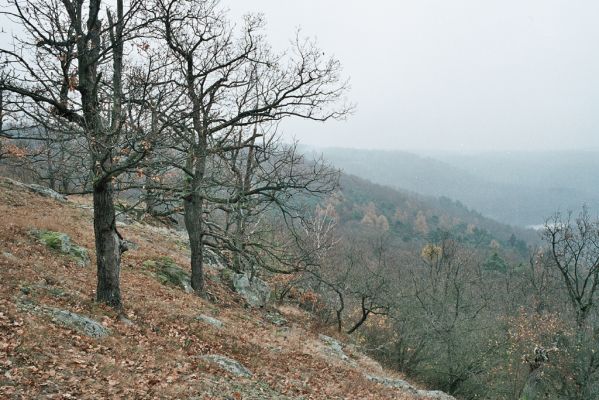 Mohelno, 27.11.2006
Mohelno - západ. Suťový les na svahu nad přehradou.

Klíčová slova: Mohelno suťový les