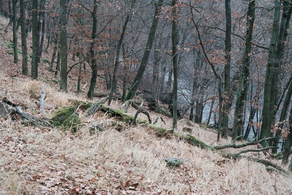 Mohelno, 27.11.2006
Mohelno - západ. Suťový les na svahu nad přehradou.

Schlüsselwörter: Mohelno suťový les Ampedus brunnicornis praeustus pomorum Aesalus scarabaeoides