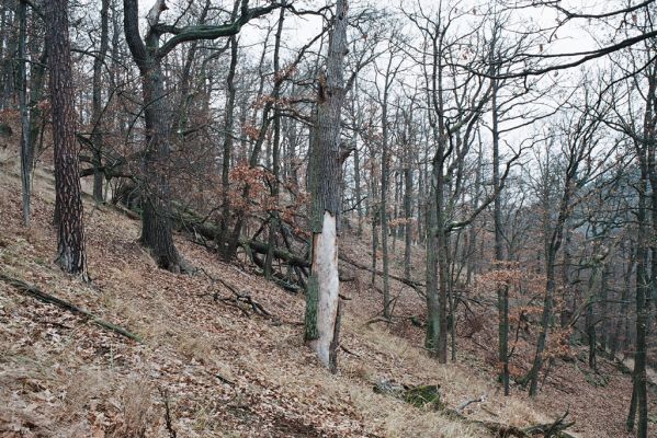 Mohelno, 27.11.2006
Mohelno - západ. Suťový les na svahu nad přehradou.

Klíčová slova: Mohelno suťový les Ampedus brunnicornis