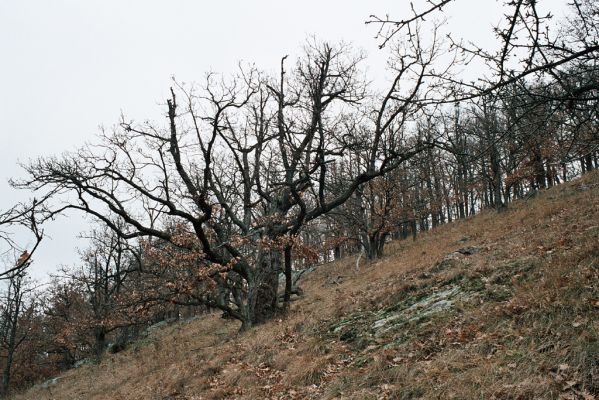 Mohelno, 27.11.2006
Mohelno - západ. Lesostep na svahu nad přehradou.

Klíčová slova: Mohelno lesostep