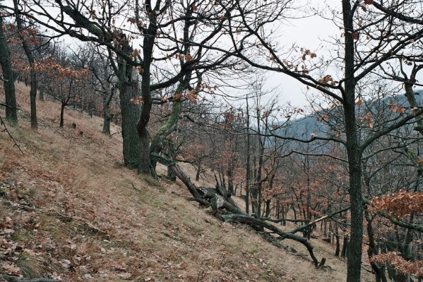 Mohelno, 27.11.2006
Mohelno - západ. Lesostep na svahu nad přehradou.

Klíčová slova: Mohelno lesostep Ampedus brunnicornis Cardiophorus gramineus