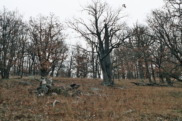 Mohelno, 27.11.2006
Mohelno - západ. Lesostep na svahu nad přehradou.

Keywords: Mohelno lesostep