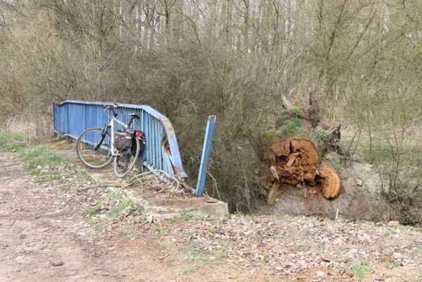 Mokré, 18.4.2013
Padlý rozřezaný kmen dubu u Jalového potoka u cesty na Městec.



Klíčová slova: Mokré Jalový potok Ampedus cardinalis