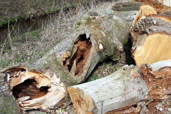 Mokré, 18.4.2013
Padlý rozřezaný kmen dubu u Jalového potoka u cesty na Městec.



Klíčová slova: Mokré Jalový potok Ampedus cardinalis