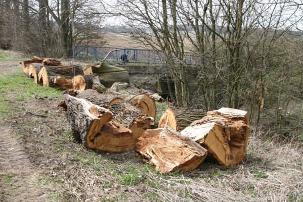 Mokré, 18.4.2013
Padlý rozřezaný kmen dubu u Jalového potoka u cesty na Městec.



Klíčová slova: Mokré Jalový potok Ampedus cardinalis