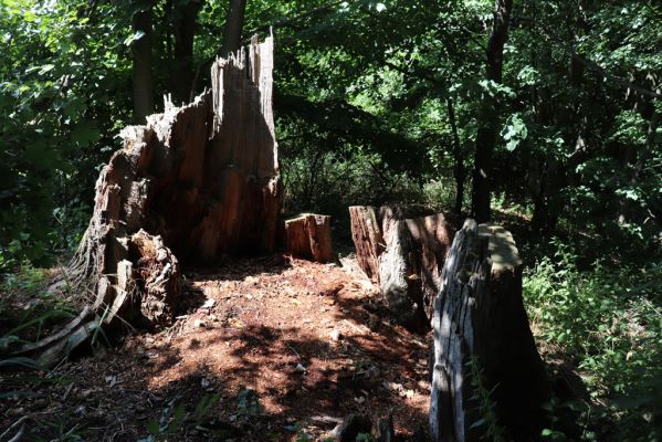 Mokré, 7.8.2021
Z dubu u Ohnišťovského potoka, který stál vedle lipové alej, zbyl jen pařez.
Klíčová slova: Mokré Ohnišťovský potok Mochov Ampedus brunnicornis cardinalis Cardiophorus gramineus