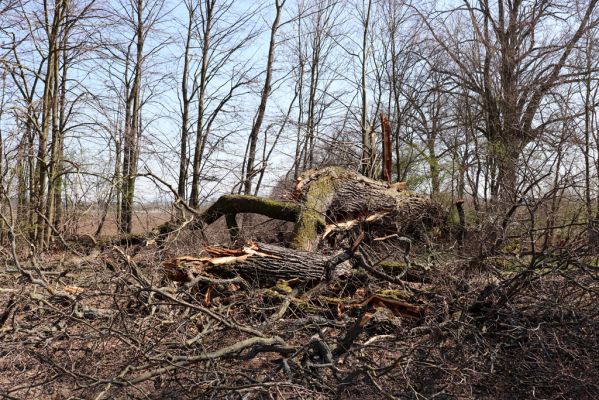 Mokré, 9.4.2020
Padlý dub u Jalového potoka u lipové aleje.
Klíčová slova: Mokré Jalový potok Elater ferrugineus Ampedus cardinalis brunnicornis cardiophorus gramineus