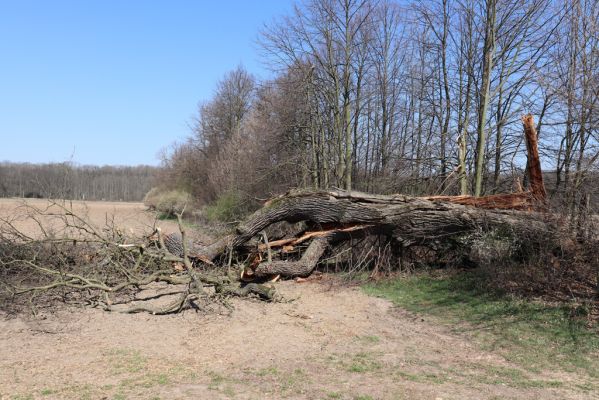 Mokré, 9.4.2020
Padlý dub u Jalového potoka u lipové aleje.
Klíčová slova: Mokré Jalový potok Elater ferrugineus Ampedus cardinalis brunnicornis cardiophorus gramineus