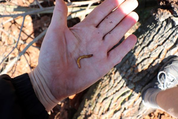 Mokré, 9.4.2020
Padlý dub u Jalového potoka u lipové aleje. Larva kovaříka Elater ferrugineus.
Klíčová slova: Mokré Jalový potok Elater ferrugineus