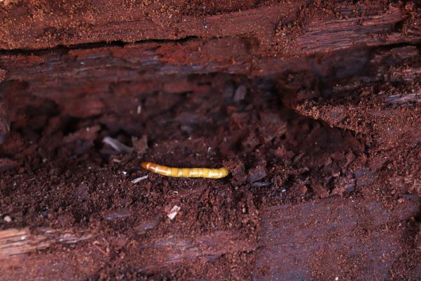 Mokré, 9.4.2020
Padlý dub u Jalového potoka u lipové aleje. Larva kovaříka Elater ferrugineus.
Keywords: Mokré Jalový potok Elater ferrugineus