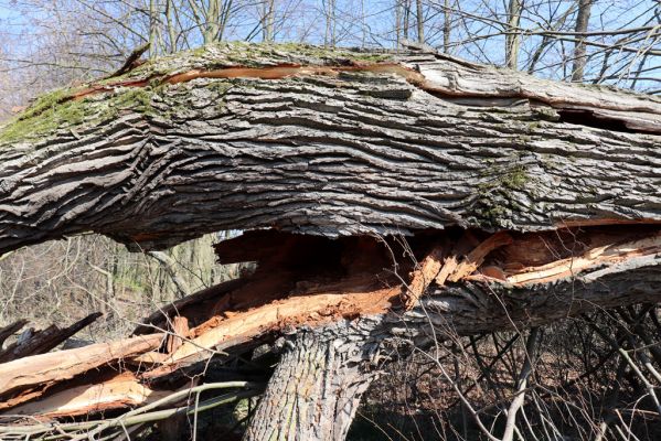 Mokré, 9.4.2020
Padlý dub u Jalového potoka u lipové aleje.
Klíčová slova: Mokré Jalový potok Elater ferrugineus Ampedus cardinalis brunnicornis cardiophorus gramineus