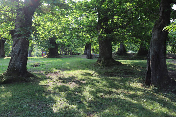 Montecreto, 16.6.2023
Parco del Castangi.
Mots-clés: Emilia-Romagna Montecreto Parco del Castangi Ampedus cardinalis Brachygonus campadellii