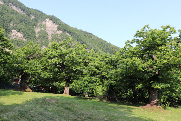 Montecreto, 16.6.2023
Parco del Castangi.
Mots-clés: Emilia-Romagna Montecreto Parco del Castangi Ampedus cardinalis Brachygonus campadellii