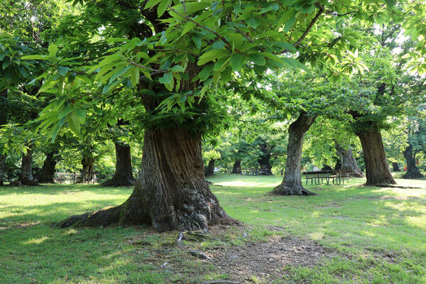 Montecreto, 16.6.2023
Parco del Castangi.
Keywords: Emilia-Romagna Montecreto Parco del Castangi Ampedus cardinalis Brachygonus campadellii