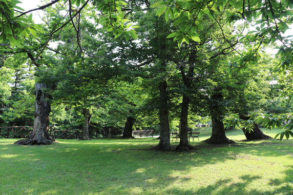 Montecreto, 16.6.2023
Parco del Castangi.
Mots-clés: Emilia-Romagna Montecreto Parco del Castangi Ampedus cardinalis Brachygonus campadellii