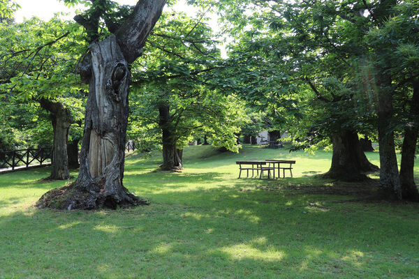 Montecreto, 16.6.2023
Parco del Castangi.
Keywords: Emilia-Romagna Montecreto Parco del Castangi Ampedus cardinalis Brachygonus campadellii