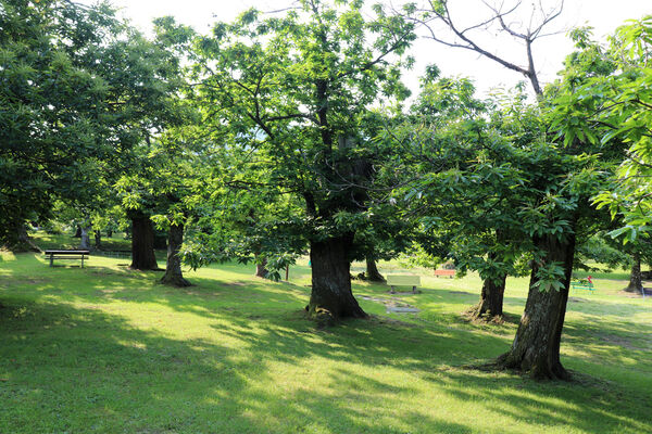 Montecreto, 16.6.2023
Parco del Castangi.
Schlüsselwörter: Emilia-Romagna Montecreto Parco del Castangi Ampedus cardinalis Brachygonus campadellii