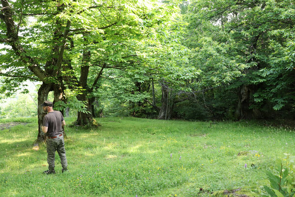 Montecreto, 16.6.2023
Parco del Castangi.
Keywords: Emilia-Romagna Montecreto Parco del Castangi Brachygonus campadellii