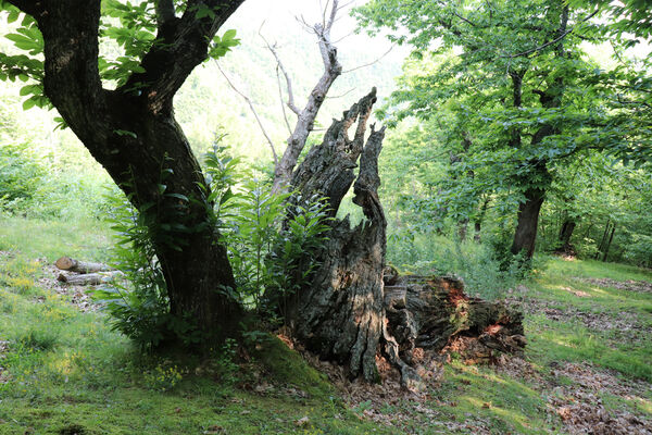 Montecreto, 16.6.2023
Parco del Castangi.
Schlüsselwörter: Emilia-Romagna Montecreto Parco del Castangi Brachygonus campadellii