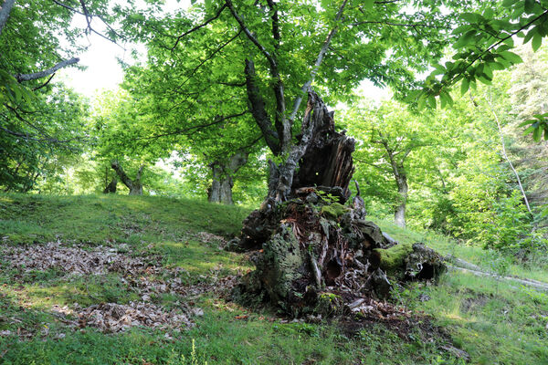 Montecreto, 16.6.2023
Parco del Castangi.
Klíčová slova: Emilia-Romagna Montecreto Parco del Castangi Brachygonus campadellii