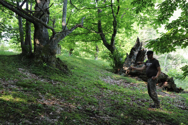 Montecreto, 16.6.2023
Parco del Castangi.
Keywords: Emilia-Romagna Montecreto Parco del Castangi Brachygonus campadellii