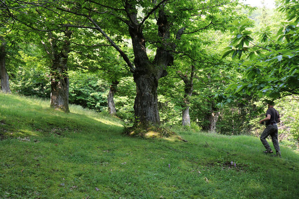 Montecreto, 16.6.2023
Parco del Castangi.
Mots-clés: Emilia-Romagna Montecreto Parco del Castangi Ampedus cardinalis Brachygonus campadellii