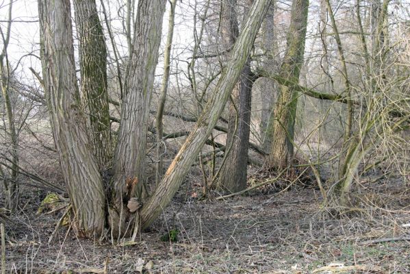 Moravská Třebová, Sušice, 26.2.2016
Meandry Kunčinského potoka  u silnice na Kunčice. Biotop kovaříka Calambus bipustulatus.



Klíčová slova: Moravská Třebová Sušice Kunčinský potok Calambus bipustulatus