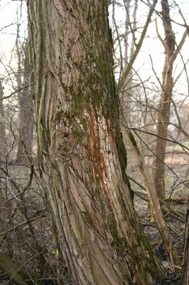 Moravská Třebová, Sušice, 26.2.2016
Meandry Kunčinského potoka  u silnice na Kunčice. Biotop kovaříka Calambus bipustulatus.



Klíčová slova: Moravská Třebová Sušice Kunčinský potok Calambus bipustulatus