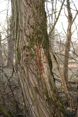 Moravská Třebová, Sušice, 26.2.2016
Meandry Kunčinského potoka  u silnice na Kunčice. Biotop kovaříka Calambus bipustulatus.



Keywords: Moravská Třebová Sušice Kunčinský potok Calambus bipustulatus