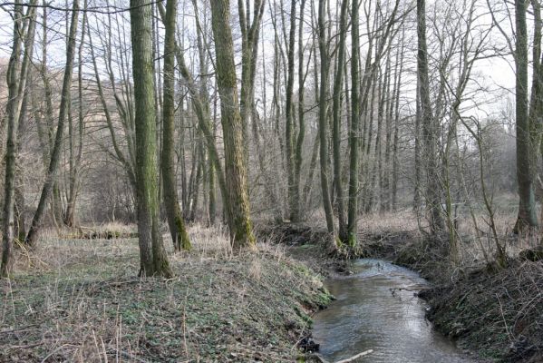 Moravská Třebová, Sušice, 26.2.2016
Meandry Kunčinského potoka  u silnice na Kunčice. 



Klíčová slova: Moravská Třebová Sušice Kunčinský potok Calambus bipustulatus