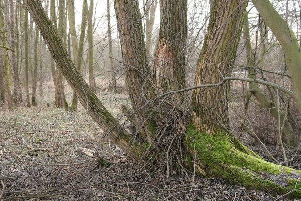Moravská Třebová, Sušice, 26.2.2016
Meandry Kunčinského potoka  u silnice na Kunčice. Biotop kovaříka Calambus bipustulatus.


Klíčová slova: Moravská Třebová Sušice Kunčinský potok Calambus bipustulatus